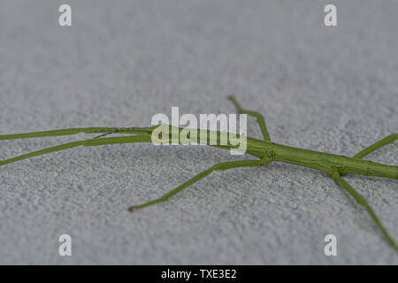 Fowey, Cornwall, UK. 25. Juni 2019. UK Wetter. Als warme Luft aus Afrika nördlich dieser Stick Insekt, das bis in die Fotografen kornischen Garten, machte das Beste aus der klebrigen Hitze heute morgen Credit Simon Maycock/Alamy Leben Nachrichten aktiviert. Stockfoto