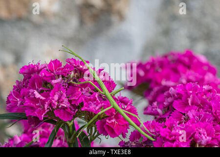 Fowey, Cornwall, UK. 25. Juni 2019. UK Wetter. Als warme Luft aus Afrika nördlich dieser Stick Insekt, das bis in die Fotografen kornischen Garten, machte das Beste aus der klebrigen Hitze heute morgen Credit Simon Maycock/Alamy Leben Nachrichten aktiviert. Stockfoto