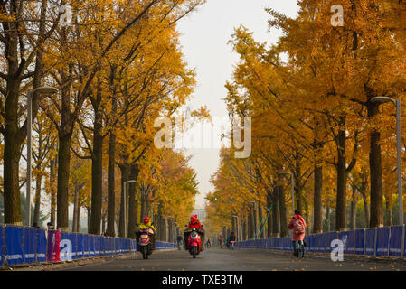 Ginkgo Allee, Chengdu Universität elektronische Wissenschaft und Technologie Stockfoto