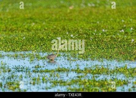 Lonely Reiher Futter in River Delta untiefen Stockfoto