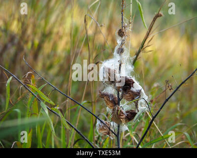 Trockene braune Tote Pflanze, vielleicht ein schmales Baumwoll-Busch-Gras, bedeckt mit flauschigen weißen Samenköpfen Stockfoto