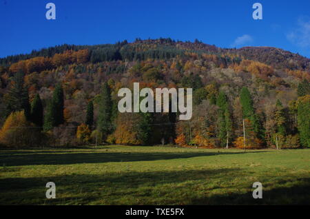 Der Loch Lomond und Cowal Weg. Halbinsel Cowal. Hochland. Schottland. Großbritannien Stockfoto