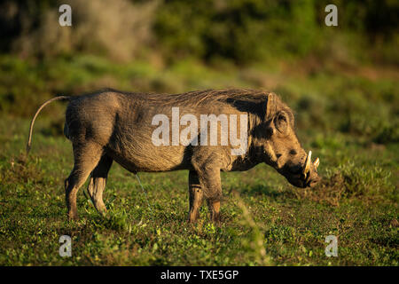 Warzenschwein, Phacochoerus Africanus, Addo Elephant National Park, Südafrika Stockfoto