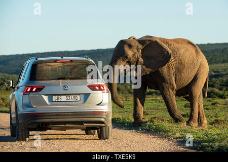 Tourist in einem Fahrzeug mit Afrikanischer Elefant, Loxodonta africana Africana, Addo Elephant National Park, Südafrika Stockfoto