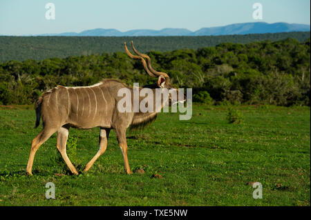 Männliche Kudus, Tragelaphus strepsiceros, Addo Elephant National Park, Südafrika Stockfoto