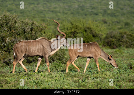 Mehr Kudus, Tragelaphus strepsiceros, Addo Elephant National Park, Südafrika Stockfoto