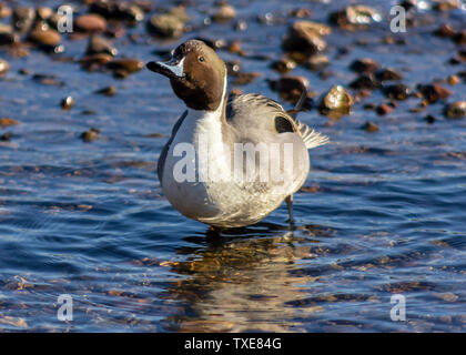Northern pintail Männliche Ente und schüttelte das Wasser bei der Reinigung in den See. Schöner Vogel mit herrlichem langen Schwanzfedern. winter bild Stockfoto