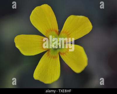 Liegend gelb Sauerampfer Blume, Makro Stockfoto