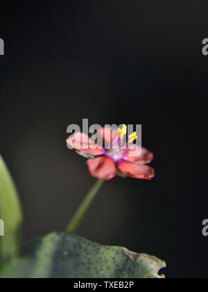 Nahaufnahme von Scarlet pimpernel Blume, Anagallis arvensis Stockfoto