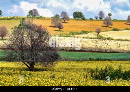 Felder im zentralen Hochland von Myanmar zeigen ihre schönen Farben, nordwestlich von Inle See, in der Nähe von Pindaya Stockfoto