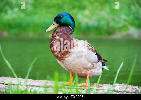 Eine männliche Stockente (Anas Platyrhynchos) in der Nähe von Teich im Stadtpark. Tallinn, Estland Stockfoto