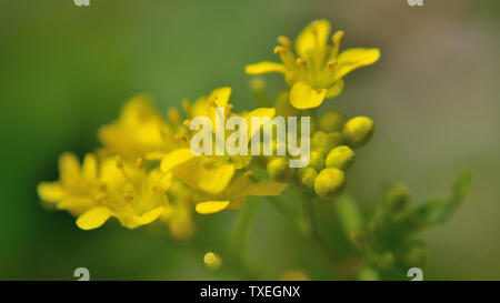 Gelbe Rakete Barbarea vulgaris Blumen Stockfoto