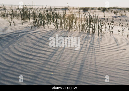 Gräser in die Dünen werfen lange Schatten auf der Wellpappe sand. Stockfoto