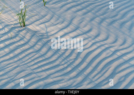 Gräser in die Dünen werfen lange Schatten auf der Wellpappe sand. Stockfoto