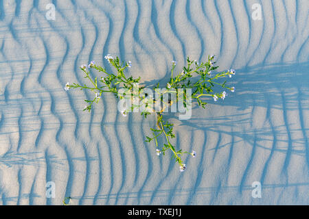 Grüne Pflanze mit Blüten in die Dünen werfen lange Schatten auf der Wellpappe sand. Stockfoto