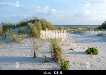 Das grüne Gras bedeckten Sanddünen der friesischen Insel Juist im sonnigen Sommer. Stockfoto