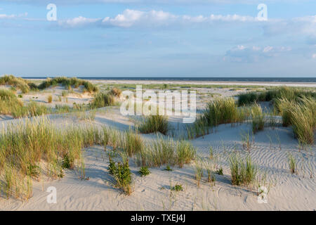 Das grüne Gras bedeckten Sanddünen der friesischen Insel Juist im sonnigen Sommer. Stockfoto