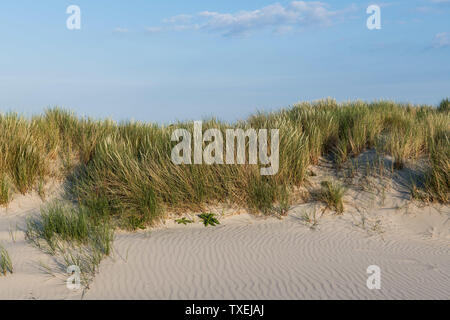 Das grüne Gras bedeckten Sanddünen der friesischen Insel Juist im sonnigen Sommer. Stockfoto