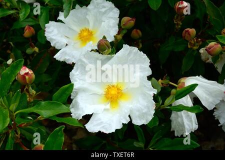 Cistus ladanifer Var Var petiolatus petiolatus Bennetts rose rein weißen Blüten Stockfoto