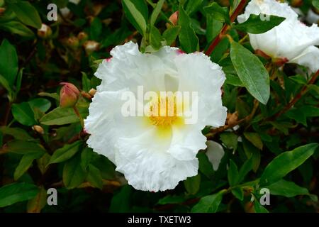 Cistus ladanifer Var Var petiolatus petiolatus Bennetts rose rein weißen Blüten Stockfoto