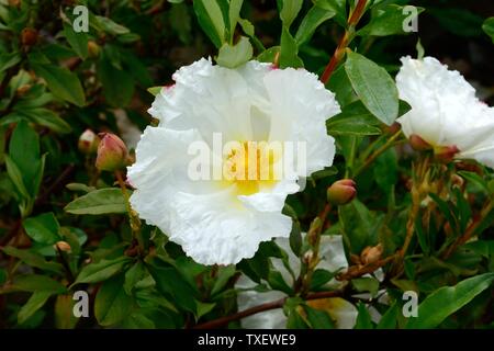 Cistus ladanifer Var Var petiolatus petiolatus Bennetts rose rein weißen Blüten Stockfoto