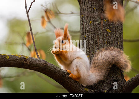 Ein wildes Eichhörnchen in einem kalten sonnigen Herbsttag gefangen, lustige niedlichen Eichhörnchen ist auf dem Baum im Herbst Park. Farbenfrohe Natur, Herbst Jahreszeit Konzept. Stockfoto