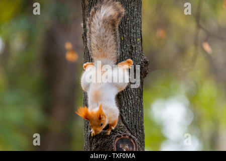 Ein wildes Eichhörnchen in einem kalten sonnigen Herbsttag gefangen, lustige niedlichen Eichhörnchen ist auf dem Baum im Herbst Park. Farbenfrohe Natur, Herbst Jahreszeit Konzept. Stockfoto