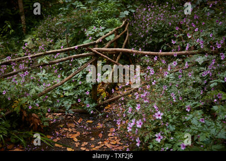 Wildblumen in der Ribeiro Frio Dorf Fläche von Madeira, Portugal Stockfoto