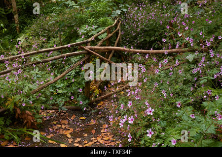 Wildblumen in der Ribeiro Frio Dorf Fläche von Madeira, Portugal Stockfoto