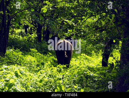 Afrika, Simbabwe, manaturals, Nationalparks, Tiere, Elefanten, baby Elefanten, Elefantenherden, Natur, primitive, geschützte Bereiche Stockfoto