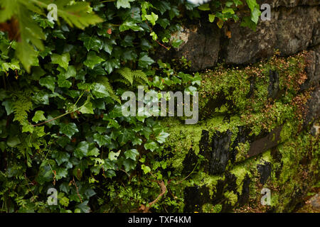 Wildblumen in der Ribeiro Frio Dorf Fläche von Madeira, Portugal Stockfoto