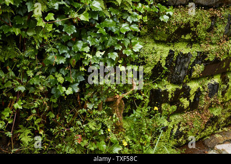 Wildblumen in der Ribeiro Frio Dorf Fläche von Madeira, Portugal Stockfoto