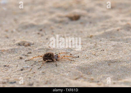 Mutter wolf spider oder Lycosa singoriensis mit einer Menge Babys auf ihrem Rücken. Stockfoto