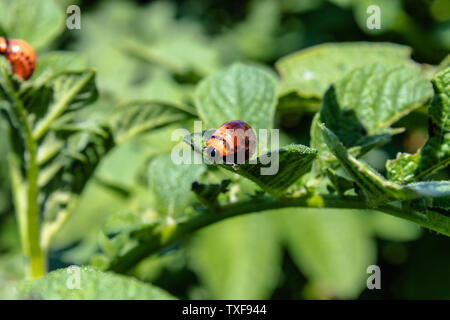 Kartoffelkäfer Larven auf Kartoffel verlässt. Schädlinge der landwirtschaftlichen Betriebe. Kartoffelkäfer frisst Kartoffel verlässt. Close-up. Stockfoto