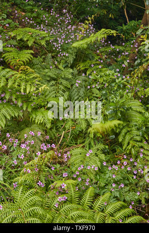 Wildblumen in der Ribeiro Frio Dorf Fläche von Madeira, Portugal Stockfoto