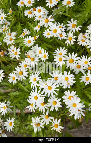 Wildblumen in der Ribeiro Frio Dorf Fläche von Madeira, Portugal Stockfoto