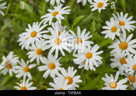 Wildblumen in der Ribeiro Frio Dorf Fläche von Madeira, Portugal Stockfoto