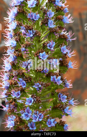 Stolz von Madeira Blume Spike in Nahaufnahme in der Nähe der Forellenzucht in Funchal, Madeira, Portugal, Europäische Union Stockfoto