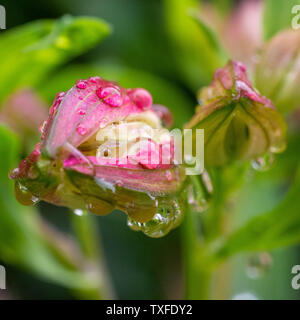 Alstroemeria peruanischen lily Flower Buds mit Wassertropfen nach regen Stockfoto