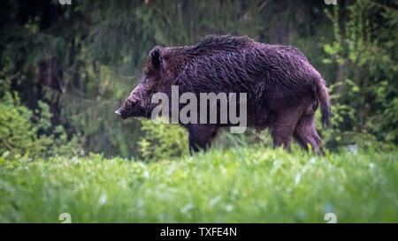 Nahaufnahme eines isolierten haarige wilde Bohrung in den Wald im Winter Regen - Rumänien Stockfoto