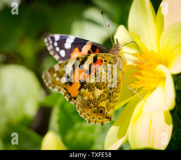 Closeup Monarch-Schmetterling Fütterung auf gelb Cosmos Blume. Selektiver Fokus und flache Tiefenschärfe. Stockfoto