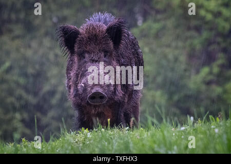 Nahaufnahme eines isolierten haarige wilde Bohrung in den Wald im Winter Regen - Rumänien Stockfoto