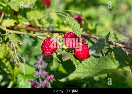 Reife himbeere Obst auf Stöcken in einem Englischen Garten, Juni, Großbritannien Stockfoto