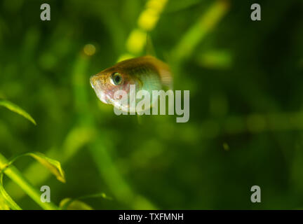 Mehrere der Guppy im Aquarium. Selektiver Fokus mit geringer Tiefenschärfe. Stockfoto