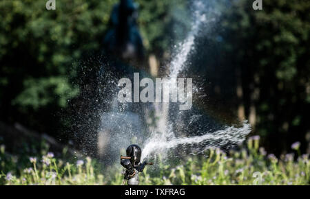 Berlin, Deutschland. 25. Juni 2019. Ein Rasen bewässert Sprinkler einen grünen Bereich in den Tiergarten. Credit: Paul Zinken/dpa/Alamy leben Nachrichten Stockfoto