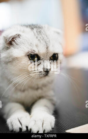 Kätzchen, Ohr - Folding cat. Stockfoto