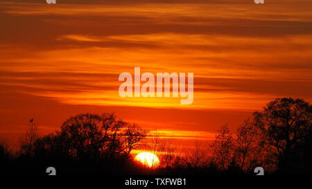 Sonne unter Bäumen Stockfoto