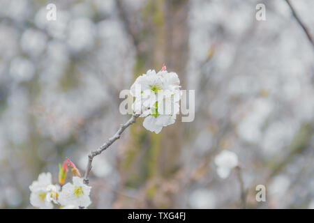 Kirschblüten im Frühling Stockfoto
