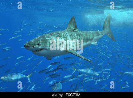 Hai mit Schwarm von Fischen unter Stockfoto