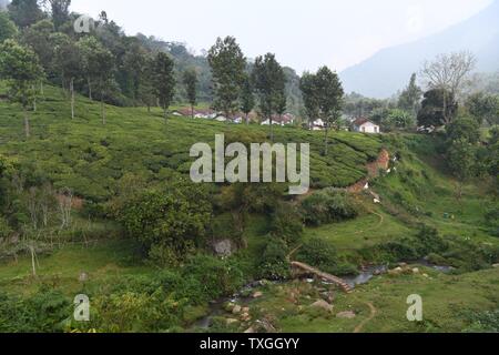 Vorbei an Teeplantagen auf dem niligiri Bergbahn, Tamil Nadu, Indien Stockfoto